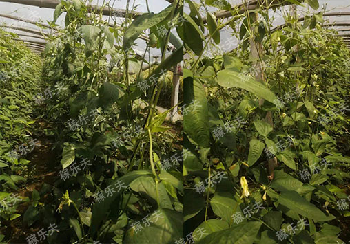 豆角上使用稼乐夫微生物菌剂效果