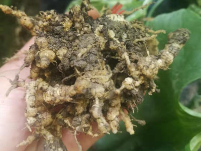 目前杀线虫好用的药