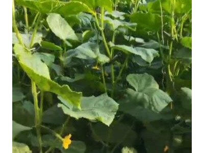 黄瓜防治根结线虫选择什么牌子菌剂好?