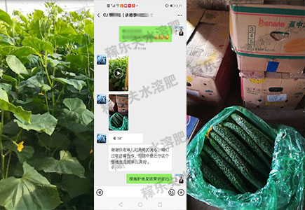 黄瓜上用稼乐夫肥料效果