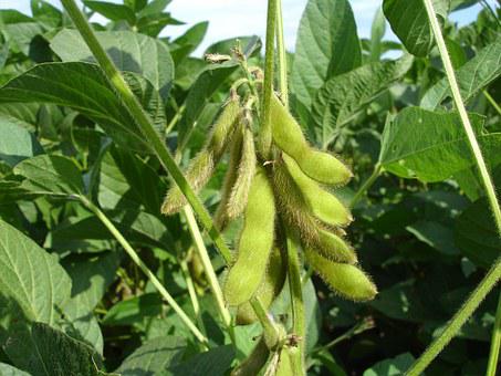 大豆怎么施肥产量高？