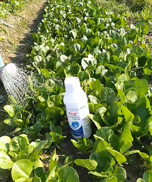 叶菜类蔬菜用什么叶面肥叶片绿长势好?