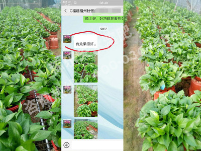 福建福州花卉种植户杜经理——稼乐夫水溶肥客户案例