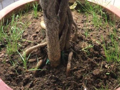 贵州贵阳盆栽花卉种植户王经理——稼乐夫水溶肥客户案例