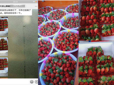 四川凉山草莓种植户熊经理