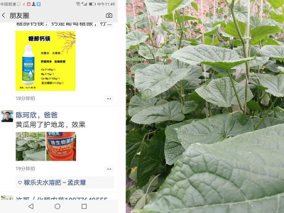 黄瓜上用什么肥料长势好?