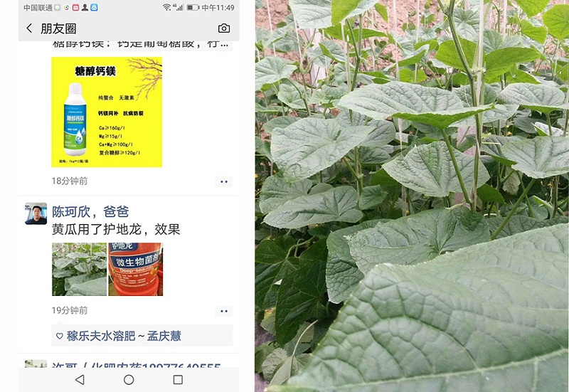 陕西咸阳黄瓜种植户陈经理