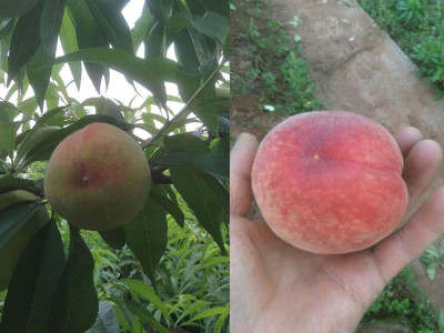 用什么叶面肥能够促进桃子转色好?