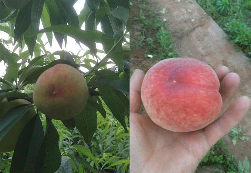 陕西渭南桃树种植户刘经理