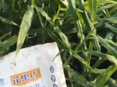 大姜水溶肥选择什么牌子的好?