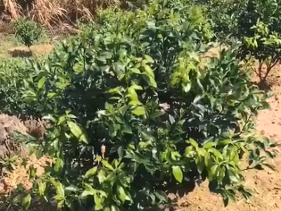 广西柑橘用肥选择什么厂家的肥料好?