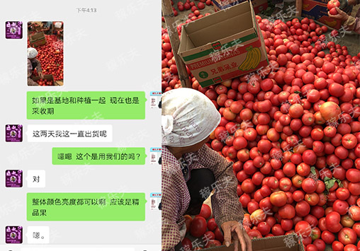 西红柿上施用稼乐夫水溶肥效果表现,稼乐夫水溶肥