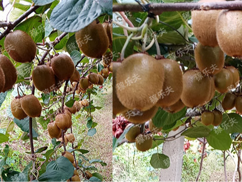 猕猴桃壮果肥用什么肥料好？