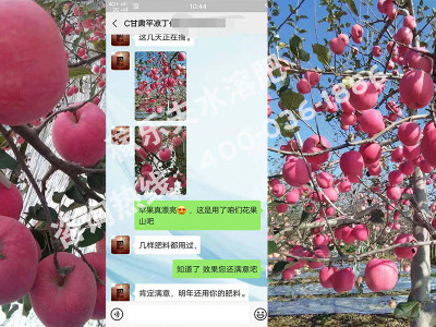 甘肃平凉苹果种植户丁经理——稼乐夫水溶肥客户案例