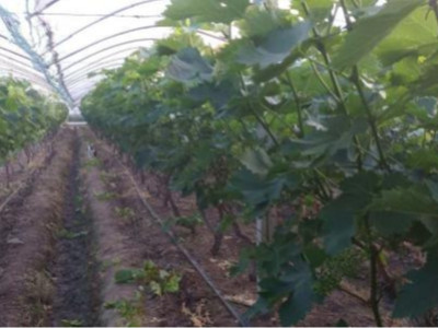 上海葡萄种植户乔经理——稼乐夫水溶肥客户案例