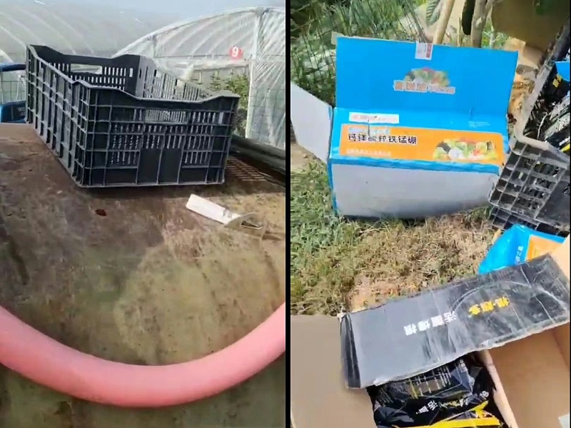 客户黄化上使用中微量元素水溶肥和根超多