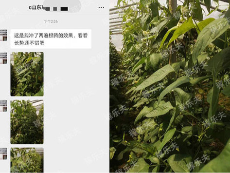 豆角上怎么施肥长势好,稼乐夫微生物菌剂
