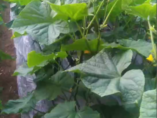 黄瓜追肥用什么肥料好？