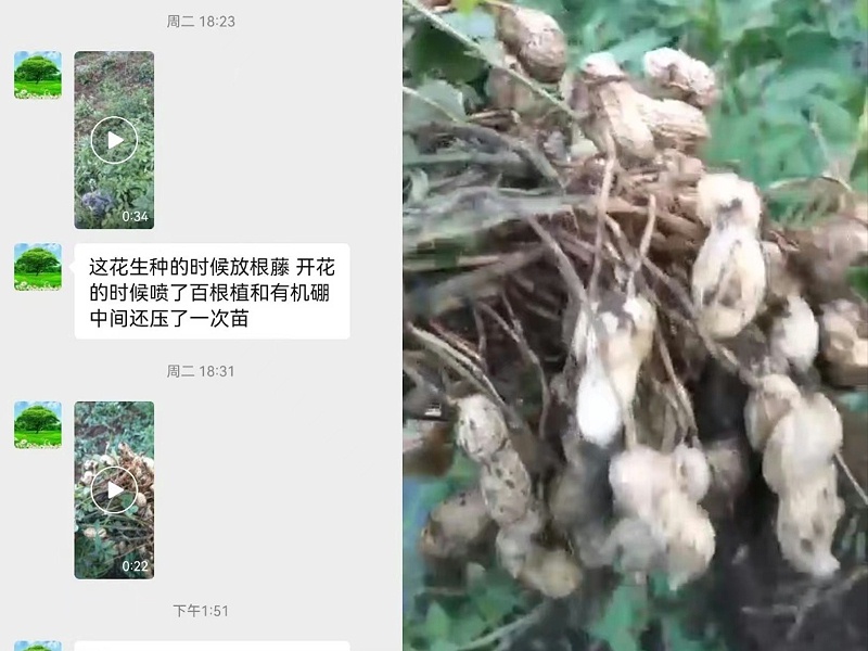 客户花生上使用稼乐夫根腾效果