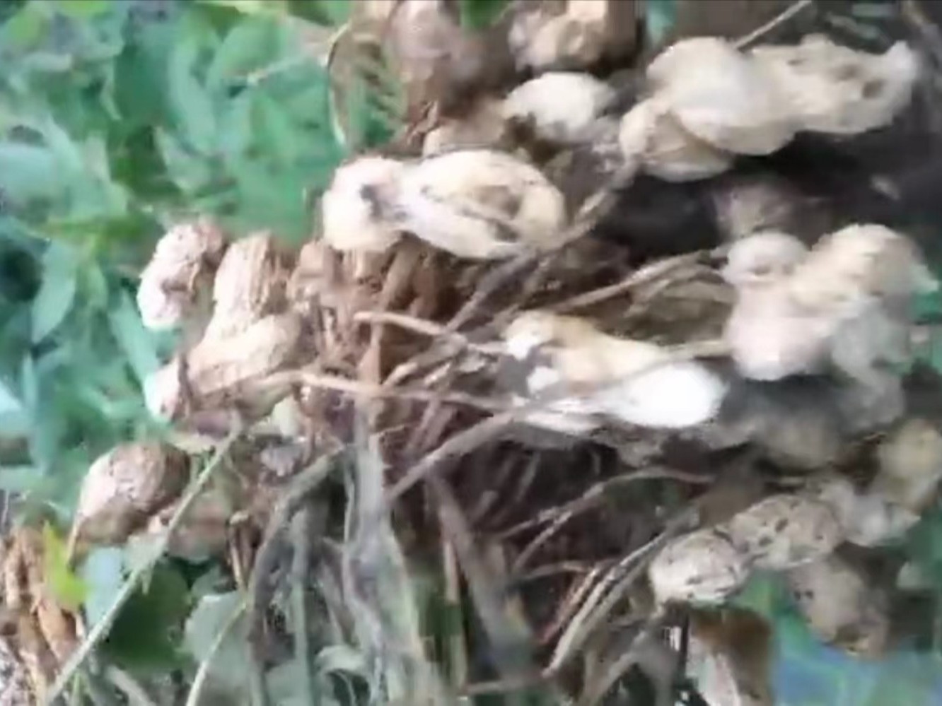 花生种植技术与管理方法