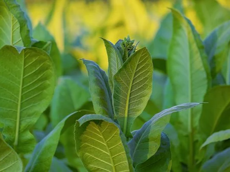 如何合理施肥防止蔬菜早衰？防止蔬菜早衰的方法