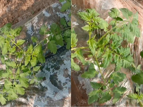 西红柿苗种植需要什么肥料？