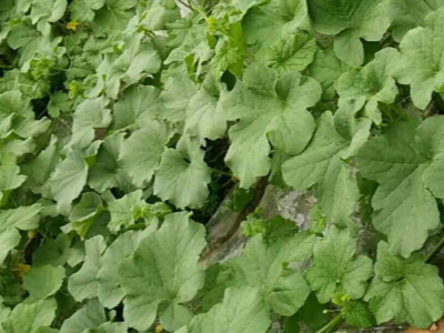 西瓜上防治土传病害使用什么肥料效果好?