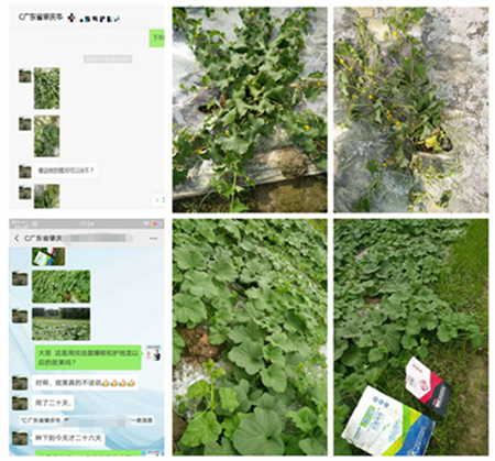 广东肇庆西瓜种植户岑大哥