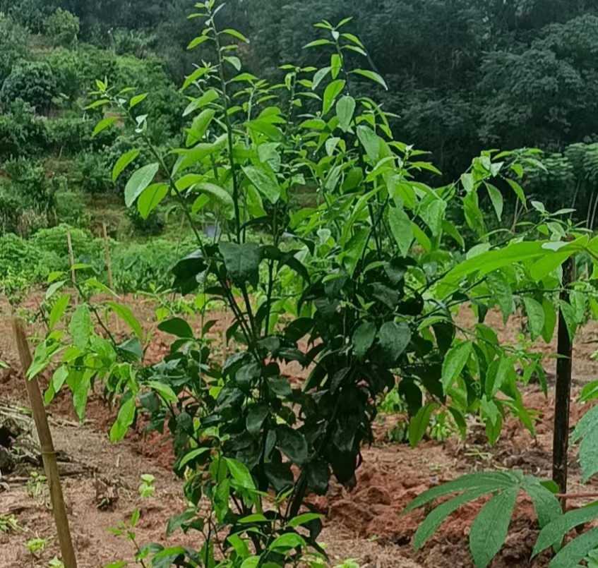 柑橘病害防治与用药