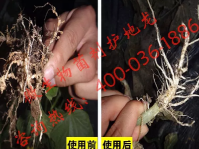 甜瓜苗怎样防治根结线虫?