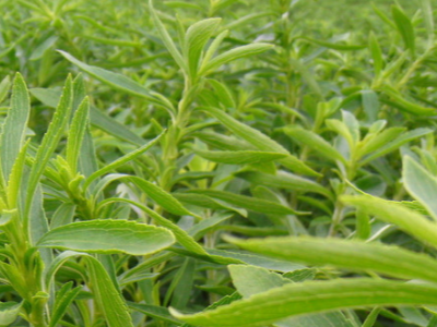 甜叶菊幼苗怎么施肥?