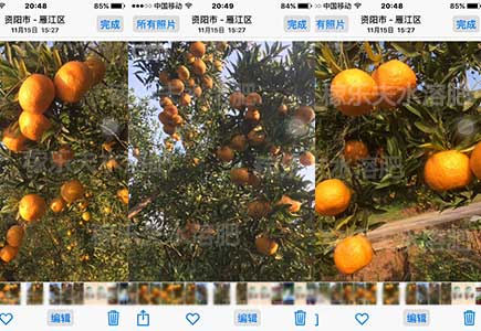 柑橘叶面肥哪家好,稼乐夫水溶肥厂家