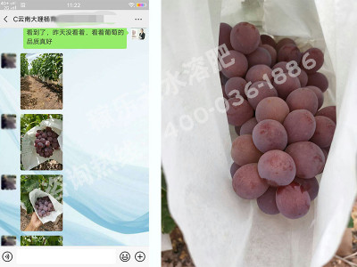 什么厂家的肥料在葡萄上表现好?