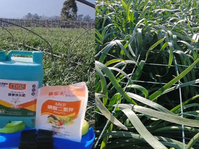 用什么肥料能够帮助韭菜快速生长发育？
