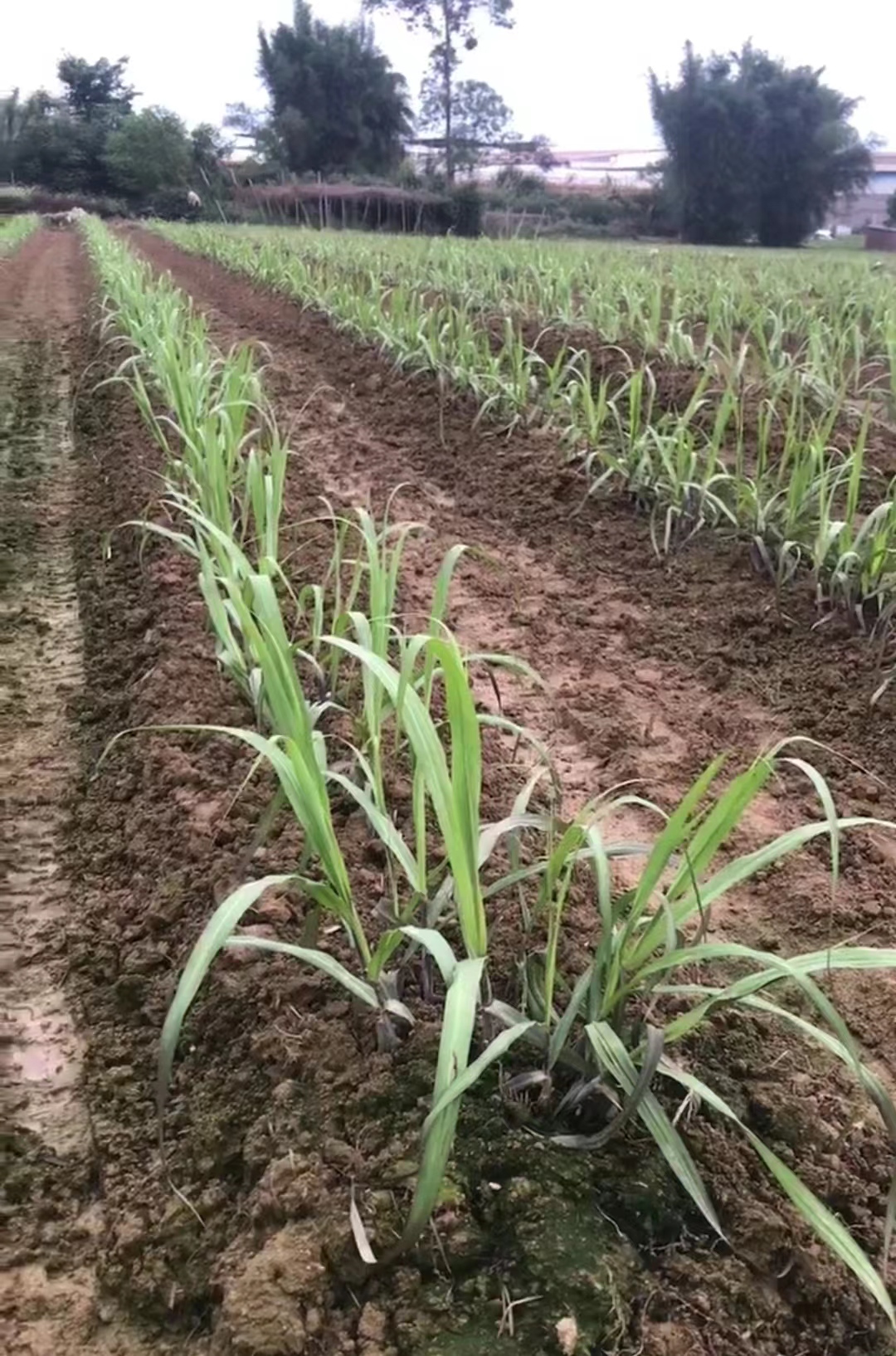 甘蔗种植时间和方法，甘蔗的栽培技术