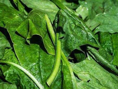 菠菜霜霉病用什么药效果好？