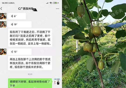猕猴桃发生病害怎么防治,稼乐夫微生物菌剂