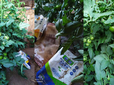 番茄膨果期用肥哪家好?