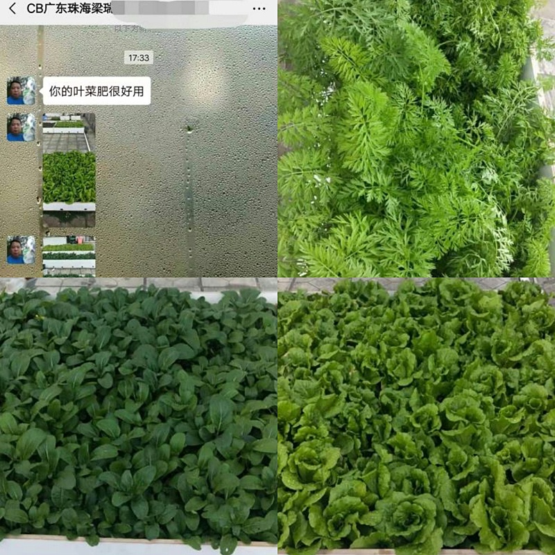 广东珠海蔬菜种植户梁经理