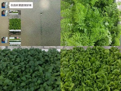 广东珠海蔬菜种植户梁经理——稼乐夫水溶肥客户案例