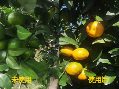 蜜橘怎么施肥长势好？