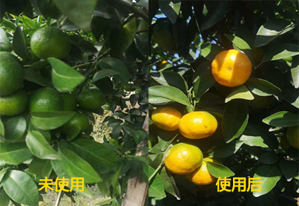 柑橘转色用果肽钛效果