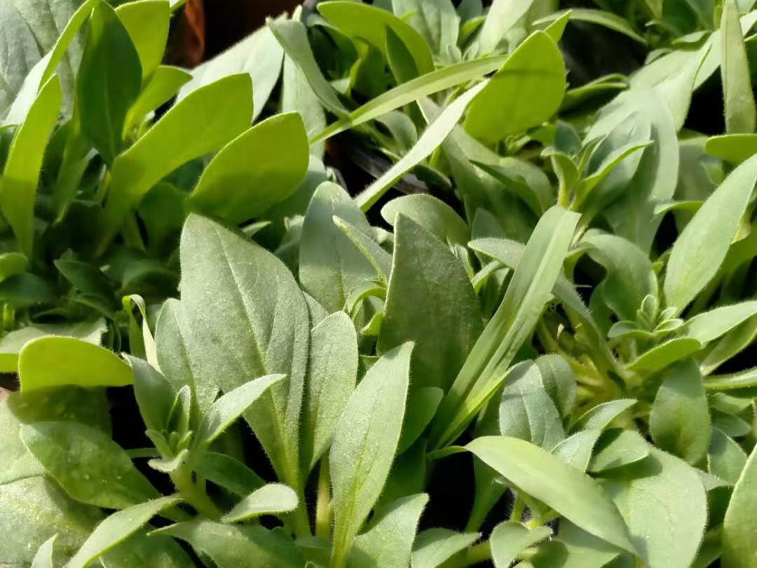 牵牛花不同生长时期用什么肥料？