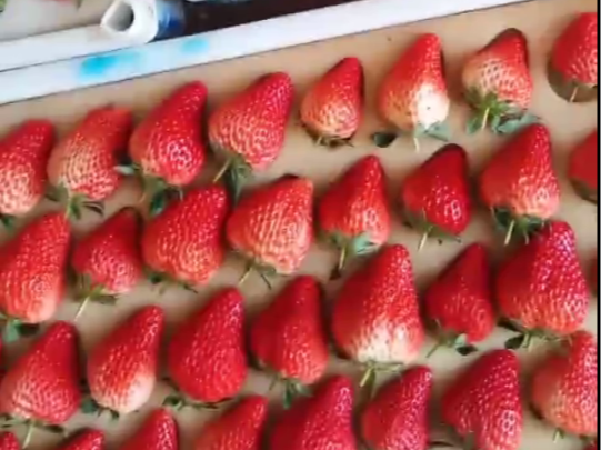 草莓施肥用什么肥料好？