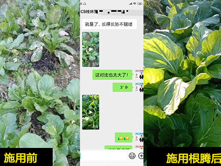 大白菜怎么种才能长得好？