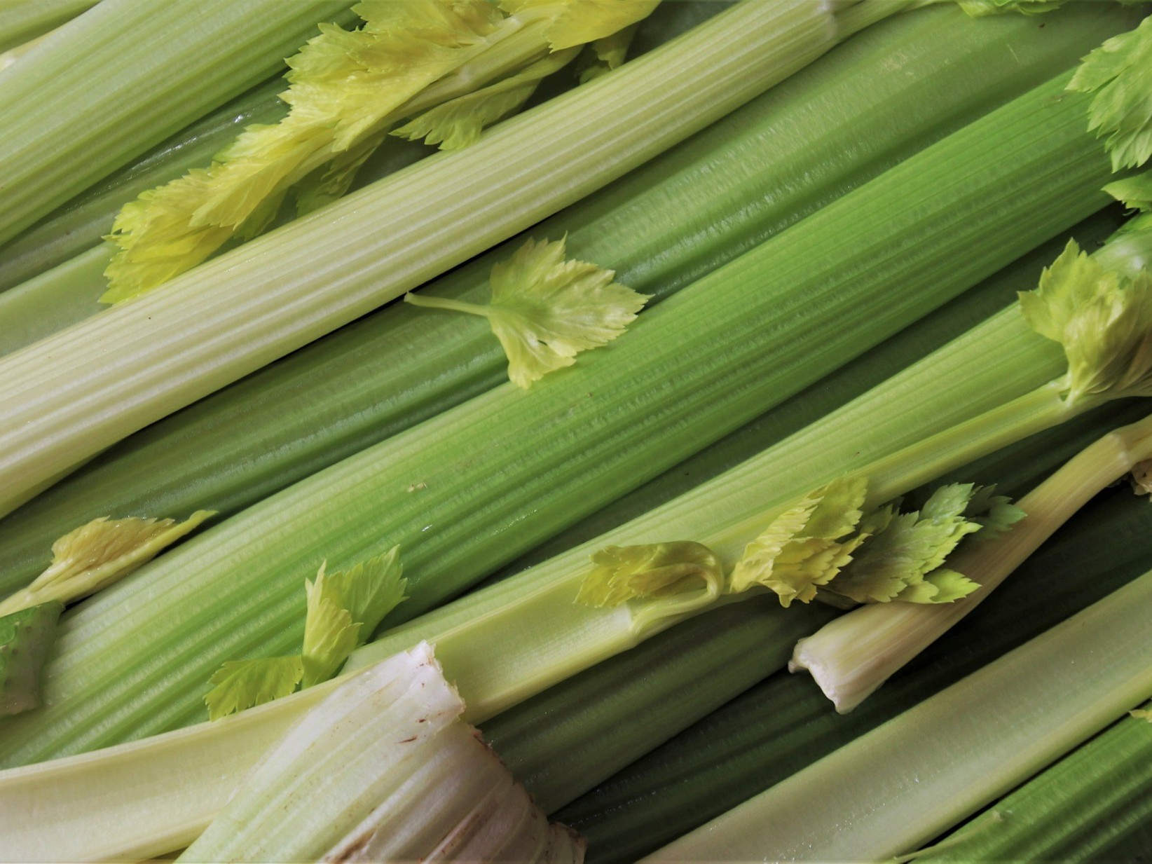 芹菜怎样施​肥才合理？芹菜每亩需要施多少肥料？