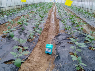 河北石家庄茄子种植户蔡经理-稼乐夫水溶肥案例