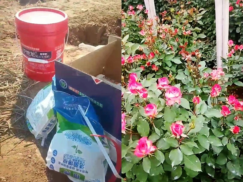 候大哥玫瑰上使用稼乐夫平衡肥，根腾和护地龙灭线虫后玫瑰长势