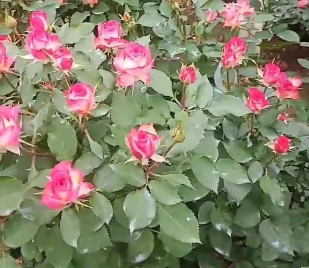 玫瑰花施肥技术玫瑰花施什么肥比较好？听听种植户怎么说