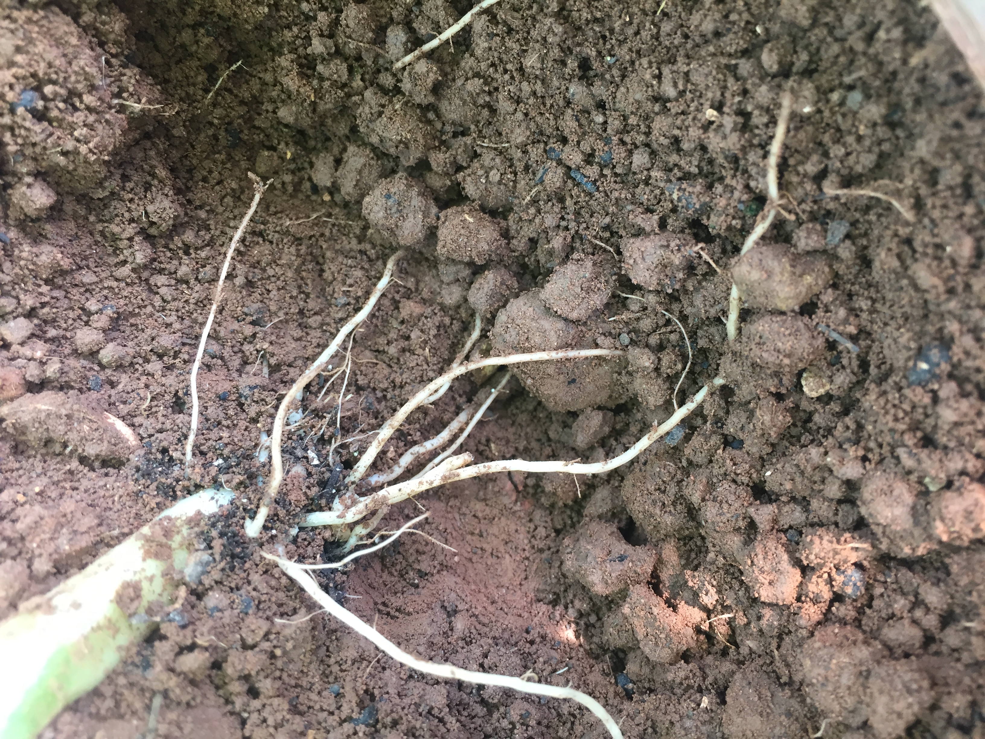 黄精种植技术与方法管理